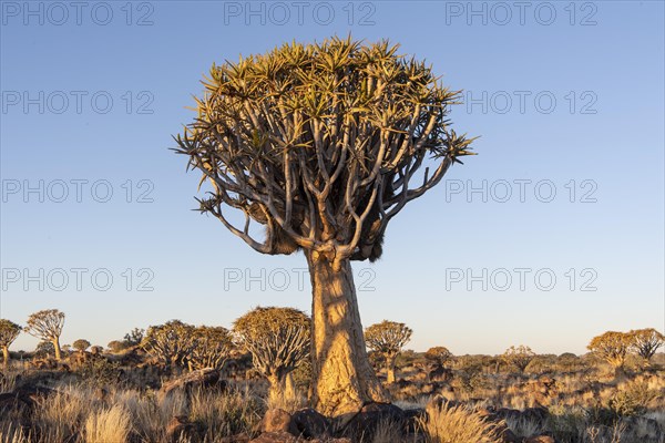 Quiver tree