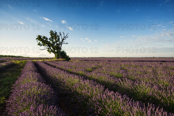 Flowering lavender