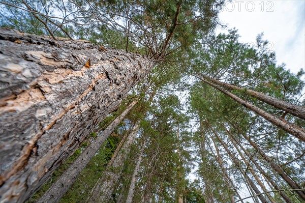 View upwards Duck pine in the forest