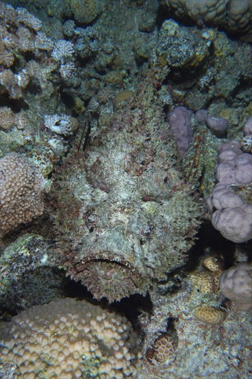 Reef stonefish