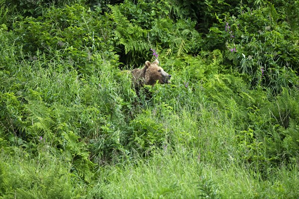 Grizzly bear in thicket takes scent