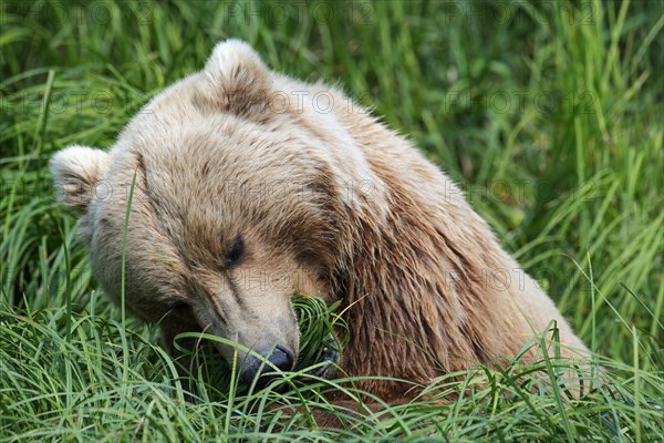 Coastal brown bear