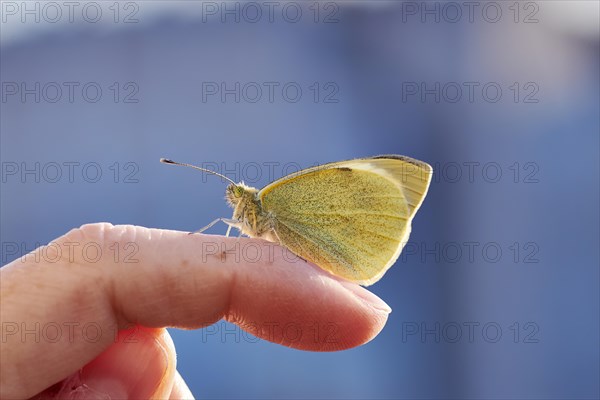 Large cabbage white