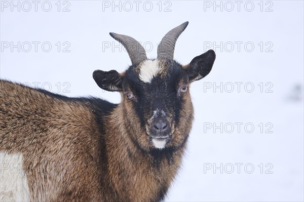 Domestic goat