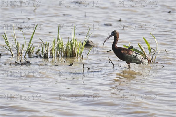 Glossy ibis