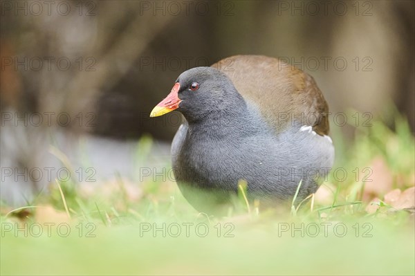 Common moorhen