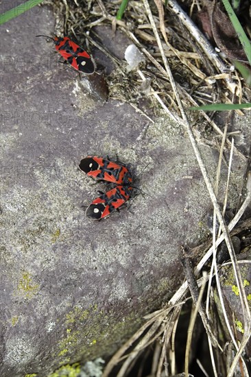 Milkweed Bug