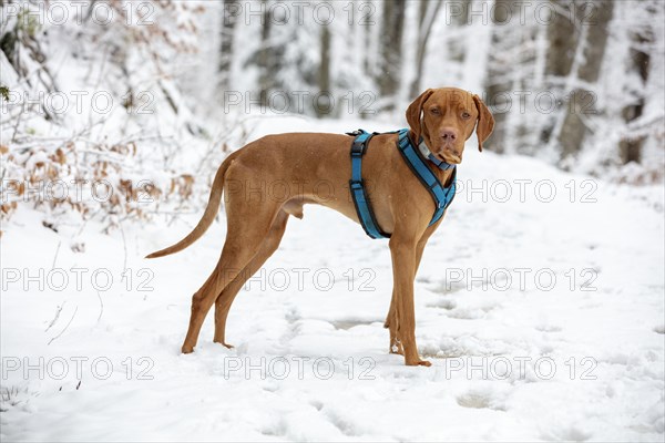 Roevidszoru Magyar Vizsla