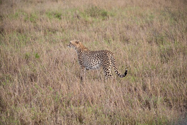 A cheetah