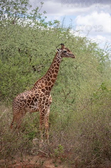 Giraffe