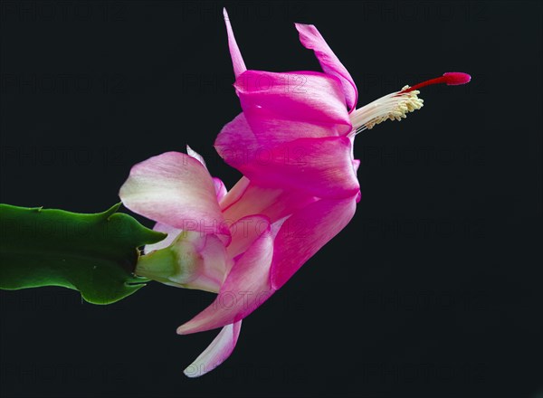 Flower of a Christmas cactus family