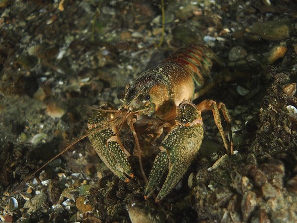 European crayfish