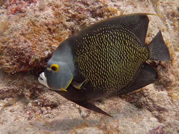 French angelfish