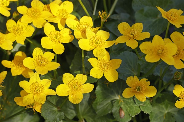 Flowering marsh marigold