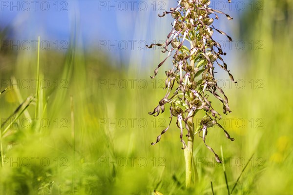 Lizard orchid