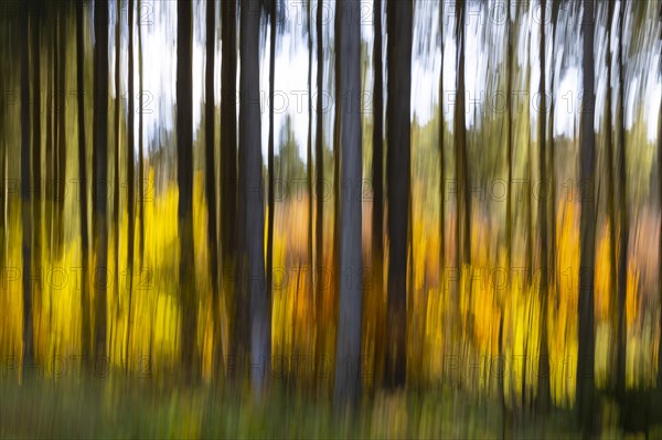 Spruce forest in the Swabian Alb in autumn