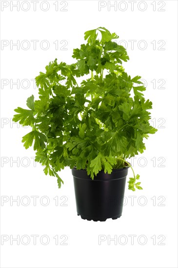 Parsley