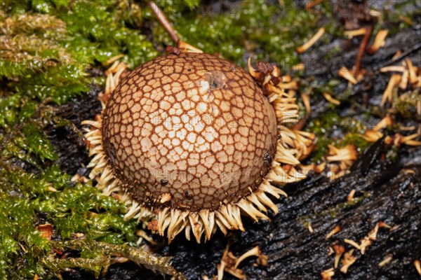 Spiny Puffball