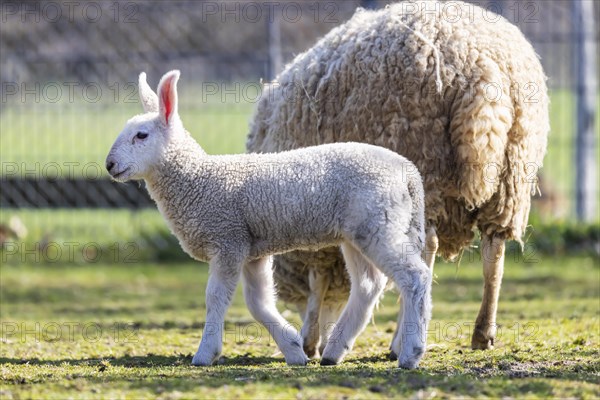 Border Leicester sheep