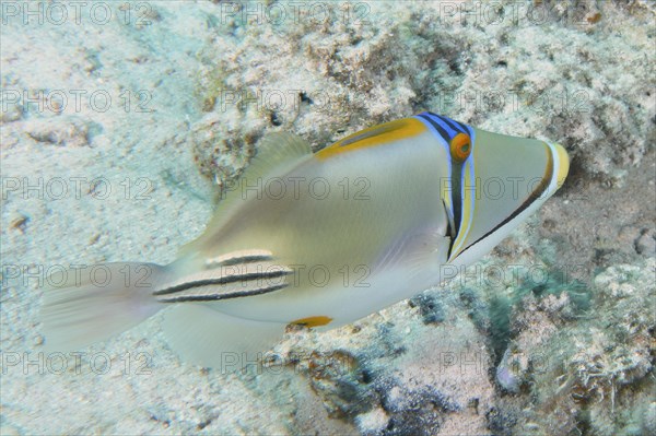 Arabian arabian picasso triggerfish