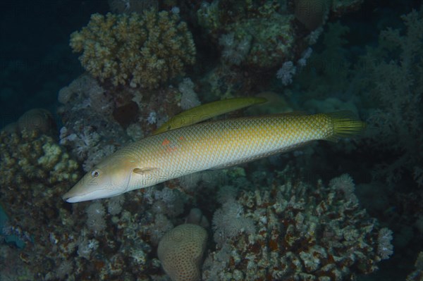 Cigar wrasse