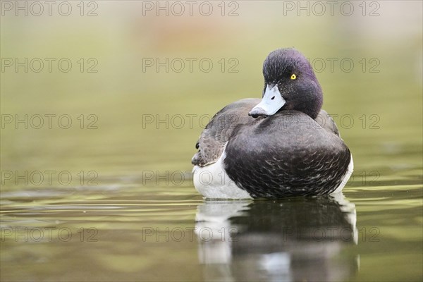 Tufted pochard