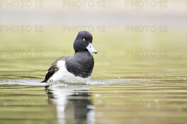 Tufted pochard