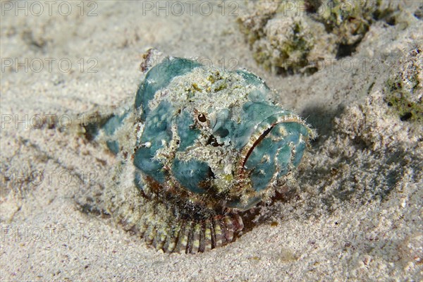 Juvenile false stonefish