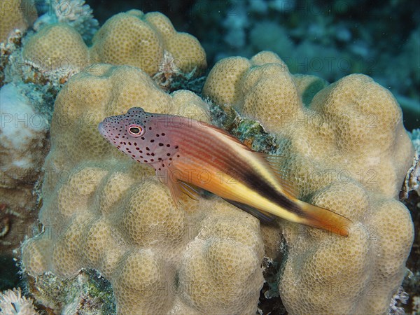 Black-sided hawkfish