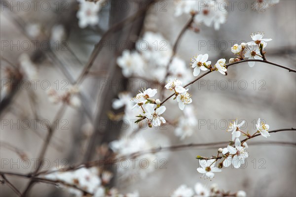 Apple quince