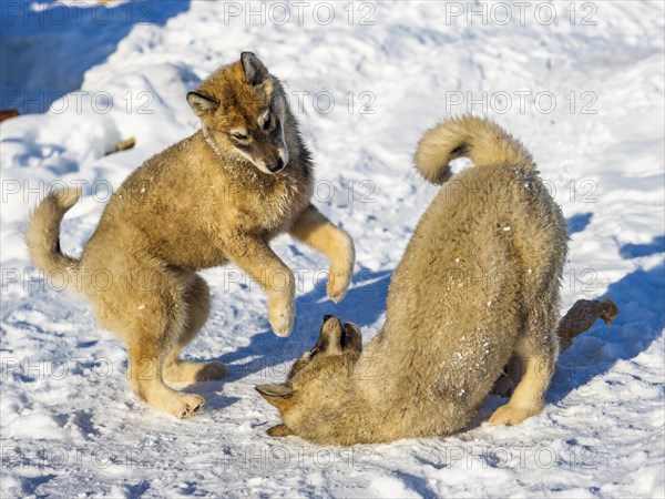 Two young husky playing