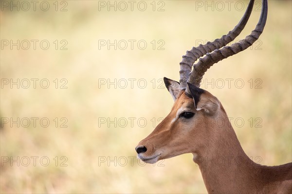 Portrait of a gazelle from the side. In the green savannah of Tsavo East National Park