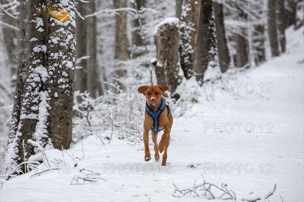 Roevidszoru Magyar Vizsla