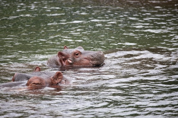 Niel horses chilling in the sunshine in a river in Tsavo East National Park in Kenya Africa