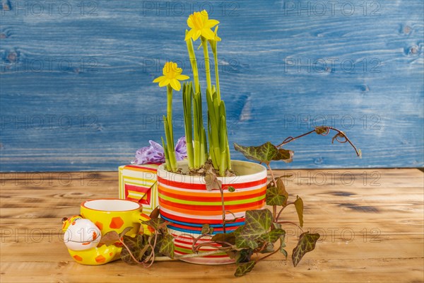 Easter decoration with daffodils in a pot