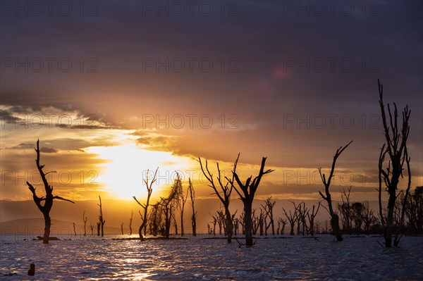 Dead trees in a lake