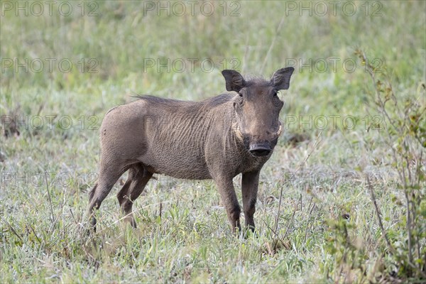 Common warthog