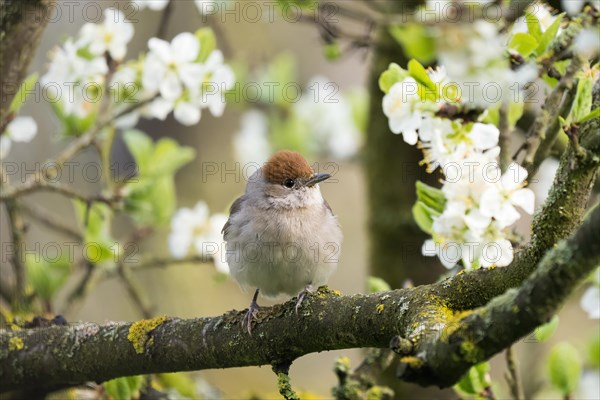 Blackcap