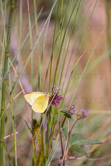 Palaeno sulphur