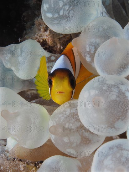 Portrait of Juvenile red sea clownfish