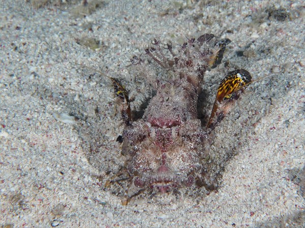 Portrait of filament-finned stinger