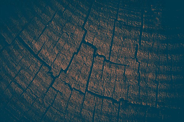 Cut tree stump surface as a background texture