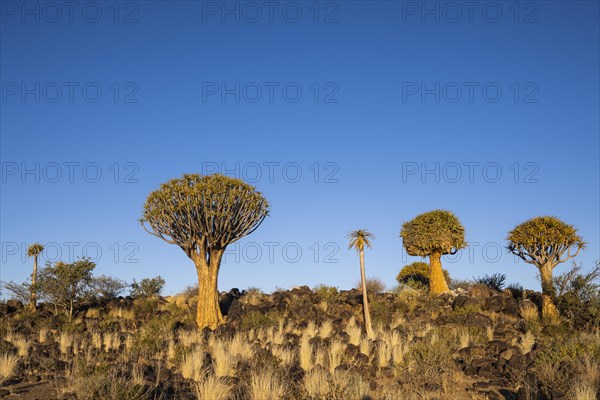 Quiver tree