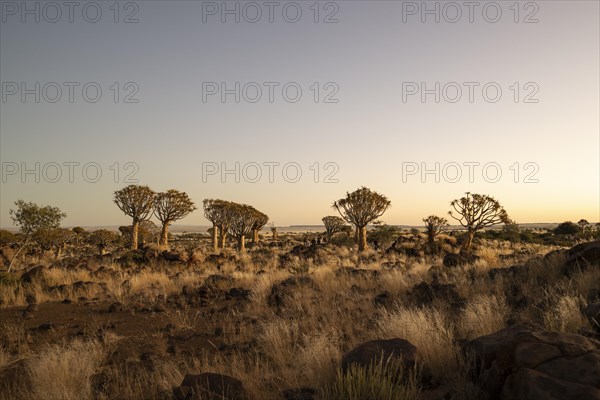 Quiver tree