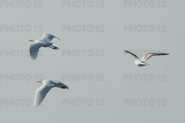 Cattle Egret two birds with open wings flying over each other looking left against blue sky