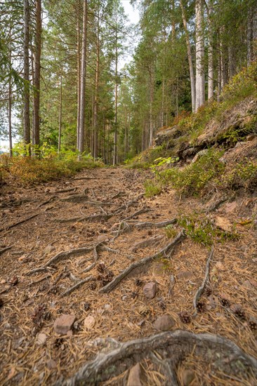 Rooted forest path through pine forest