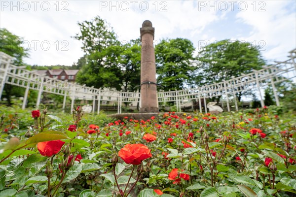 Rose garden with fountain in the spa gardens