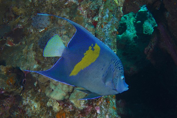 Halfmoon angelfish