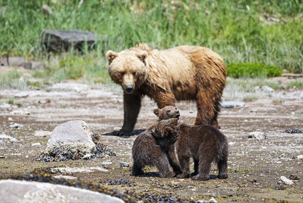 Mother bear with two cubs