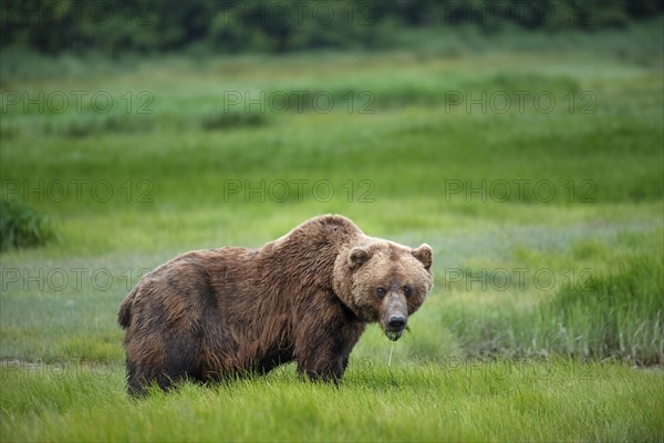 Coastal brown bear